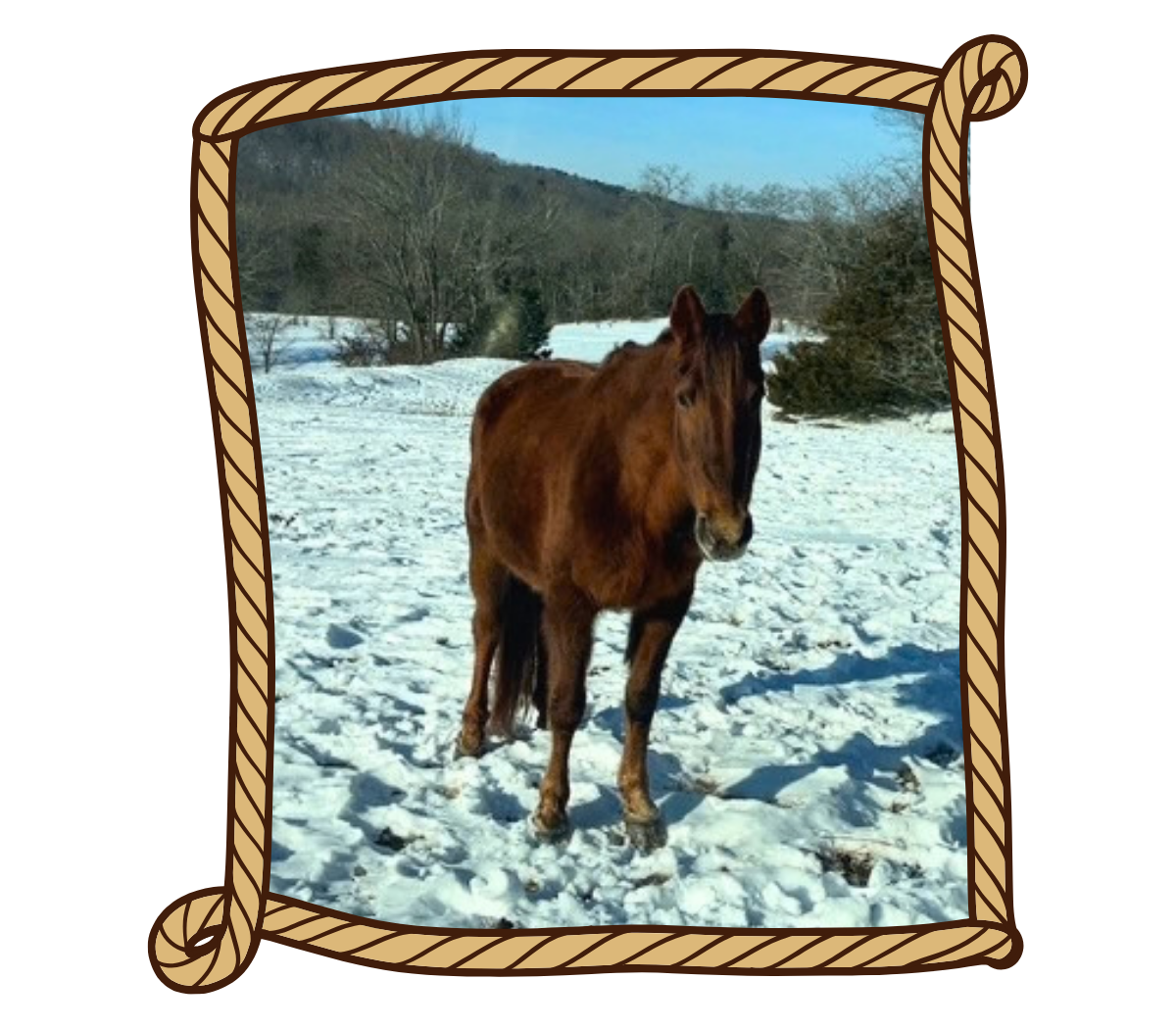 Candie horse icon