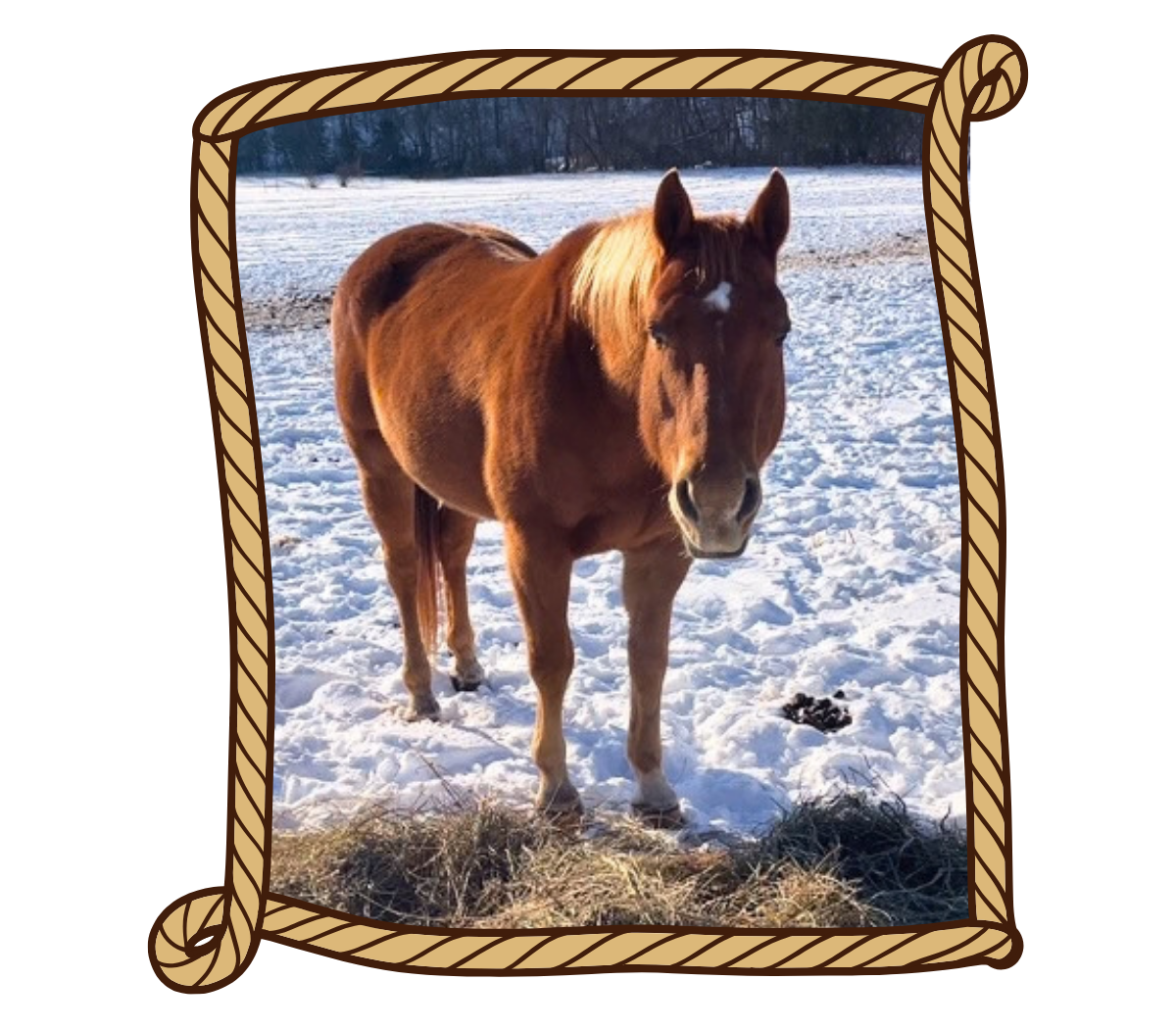 Einstein horse icon