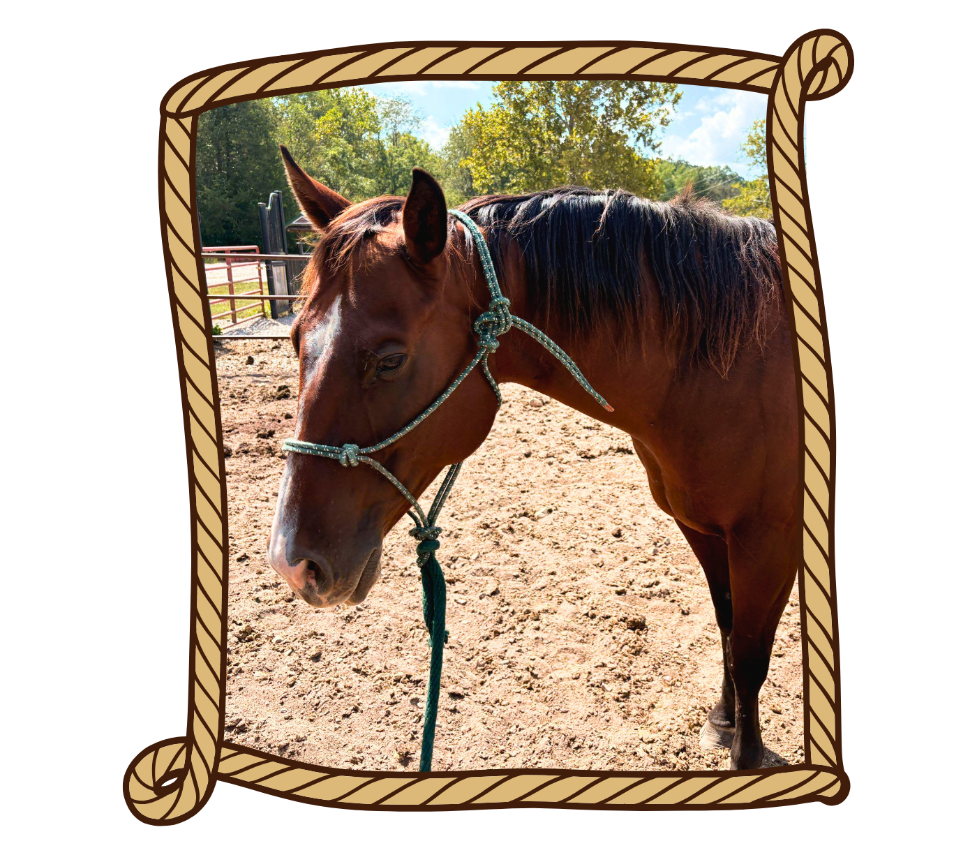 Boone at Triangle Y Ranch