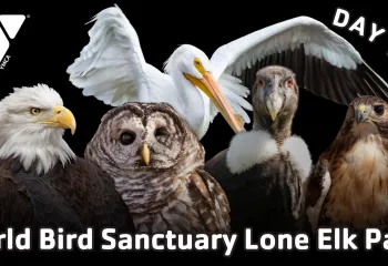 chesterfield ymca world bird sanctuary lone elk park field trip