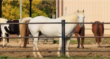 ymca trout lodge horses at trout lodge triangle ranch