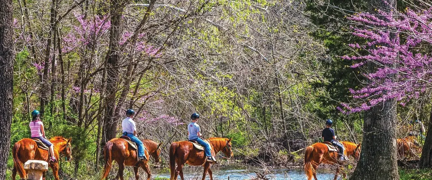 Trail ride in forest with spring trees blooming