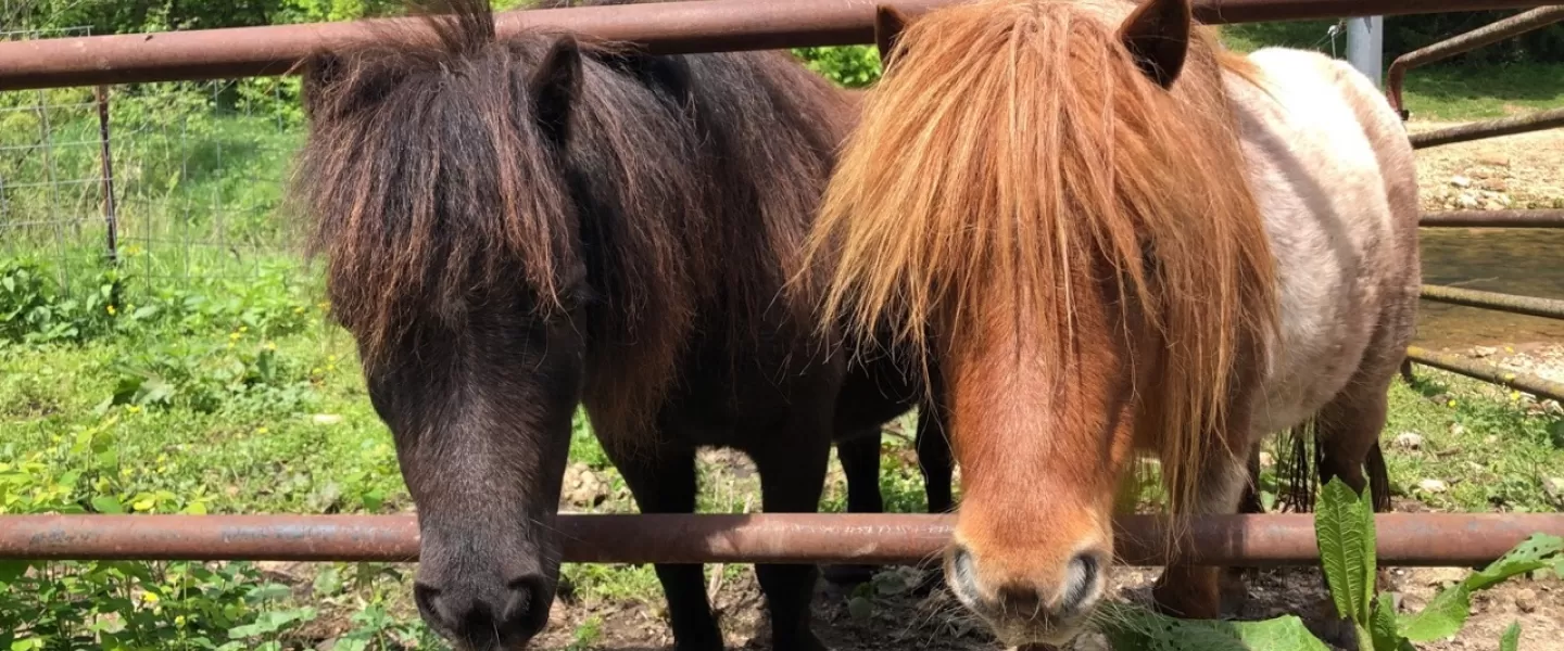 trout lodge miniature horses