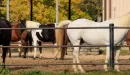 Thumbnail: A white horse faces us while others stand in the background