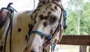 Thumbnail: Close up photo of horse