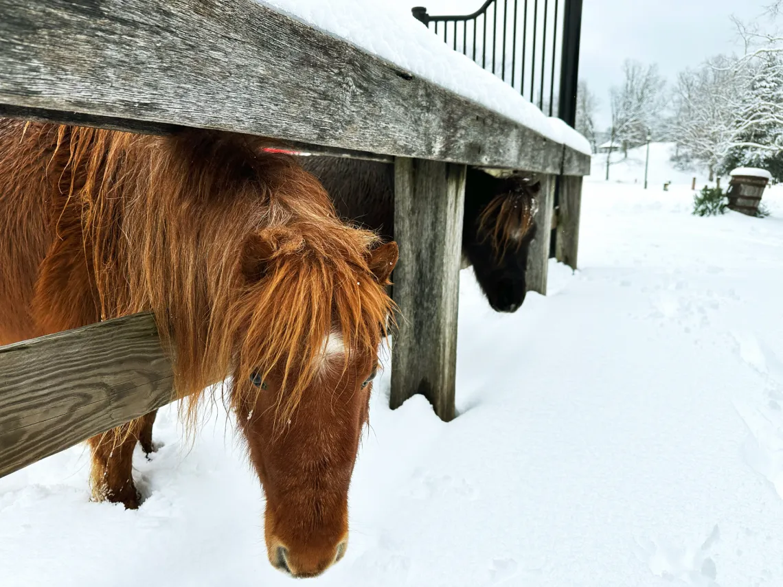 YMCA Trout Lodge Triangle Y Ranch ponies sniffing the winter snow through the wooden ranch fence.