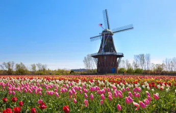 holland michigan tulips